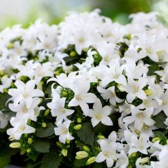 Клоквайз F1 белый (white) семена колокольчика 20-25см (Syngenta)