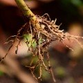 Клонекс гель укоренитель (Growth Technology)