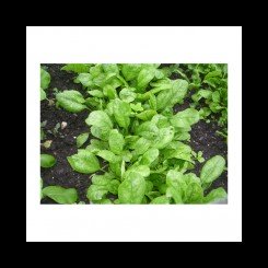 Корвер F1 Organic семян шпината (Enza Zaden/Vitalis)
