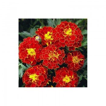 Красная брокада семян бархатцев (GL Seeds)