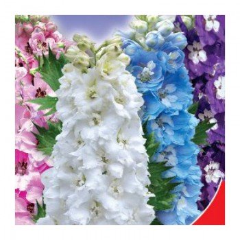 Кружева семян дельфиниума (GL Seeds)