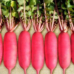 КС 100 F1 (KS 100 F1) дайкон насіння редьки (Kitano Seeds)