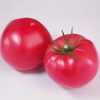 Финли F1 (КС 1205 F1) семена помидора индетерминантного (Kitano Seeds)