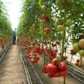 КС 240 F1 насіння помідора індетермінантного (Kitano Seeds)