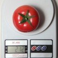 КС 311 F1 насіння помідора індетермінантного (Kitano Seeds)