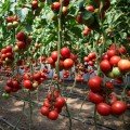 КС 311 F1 насіння помідора індетермінантного (Kitano Seeds)