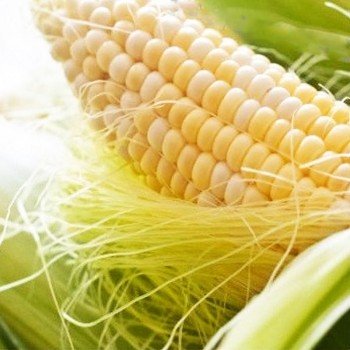 Лібертон F1 насіння кукурудзи суперсолодкої Sh2 біколор (Agri Saaten)