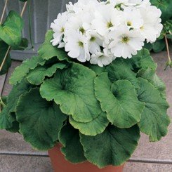 Либре F1 белая (white) семена примулы (Syngenta)