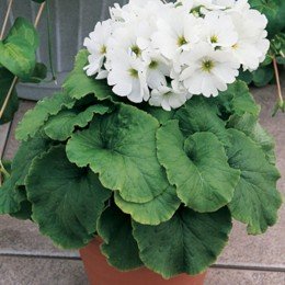 Лібре F1 біла (white) насіння примули (Syngenta)