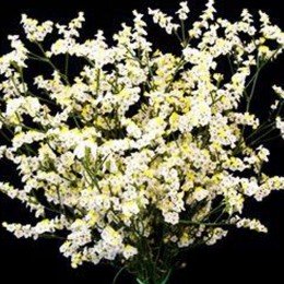 Лимониум белый (white) семян (Moravoseed)