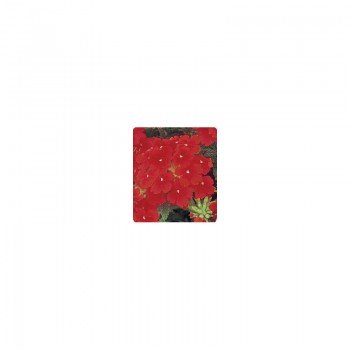 Мадам Scarlet семена вербены гибридной (Kitano Seeds)