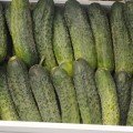 Мария F1 семена огурца партенокарпического (Sakata)