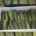 Мария F1 семена огурца партенокарпического (Sakata)
