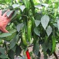 Мехіко F1 насіння гіркого перцю (Lucky Seed)