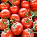 Мерлис F1 семена помидора индетерминантного (DRS-Seminis)