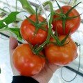 Мерлис F1 семена помидора индетерминантного (DRS-Seminis)