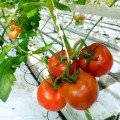 Мерлис F1 семена помидора индетерминантного (DRS-Seminis)