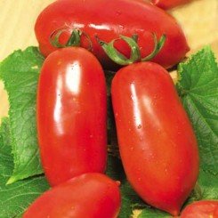 Миколка семян помидора детерминантного (GL Seeds)