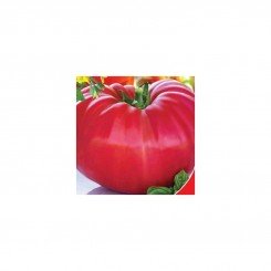 Мільйонер насіння помідора індетермінантного (GL Seeds)