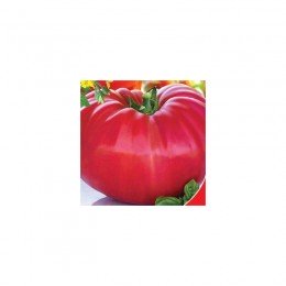 Мільйонер насіння помідора індетермінантного (GL Seeds)