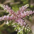 Морська зірка насіння седума (Syngenta)
