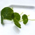Настурция семян микрозеленых (Agrocity)