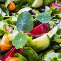 Настурция семян микрозеленых (Agrocity)