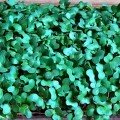 Новичок (3 урожая) набор для выращивания микрозеленые (Agrocity)