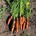 Нью Курода (2,4) насіння моркви (Asia Seed)