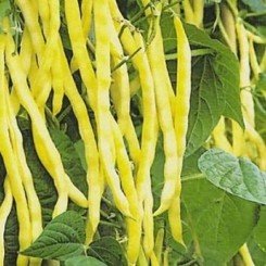 Ольга семена фасоли спаржевой кустовой (Satimex)