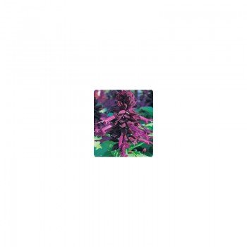 Оливер Purple (фиолетовая) семян сальвии блестящей (Kitano Seeds)