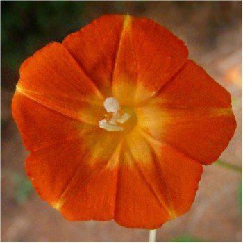 Оранж Глори семян многоцветковой березки (GL Seeds)