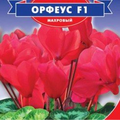 Орфеус F1 семян цикламена (GL Seeds)