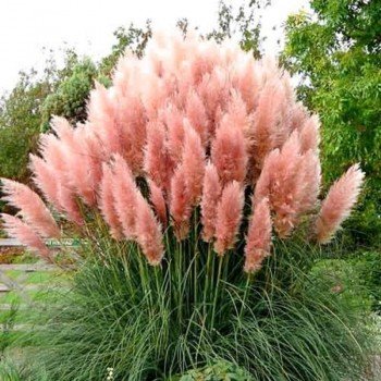 Кортадерія Пампаське Перо рожева (pink) насіння кортадерії (W.Legutko)