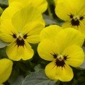 Пенні F1 жовта з плямою насіння віоли 10-15см (Syngenta)