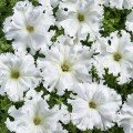 Афродіта F1 біла (white) насіння петунії великоквіткової (Cerny)