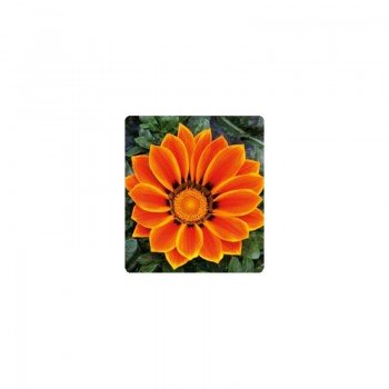 Пилигрим Оранж Стар (Piligrim Orange Star) семена газонии (Kitano Seeds)
