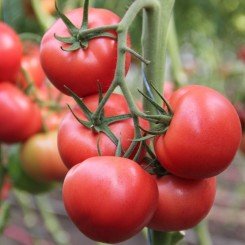 Пенки Спринтер F1 семена помидора индетерминантного (Lucky Seed)