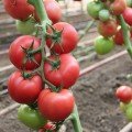 Пінки Спринтер F1 насіння помідора індетермінантного (Lucky Seed)