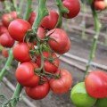 Пінки Спринтер F1 насіння помідора індетермінантного (Lucky Seed)
