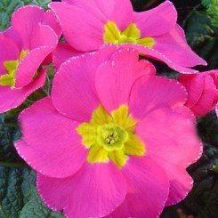 Пионер F1 розовая (pink) семена примулы (Hem Genetics)