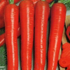 Помаранчевий мускат насыння моркви Флакке ранньої 55-70 дн. 15-18 см (Імперія Насіння)