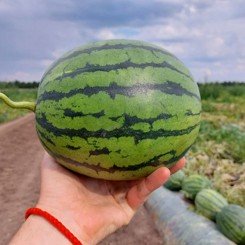 Преміум F1 насіння кавуна тип кр.св. раннього 2,5-3,5 кг овал. (Nunhems)