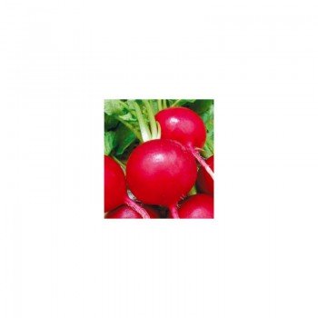 Престо семена редиса (Satimex КЛ)