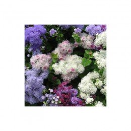 Принц Мікстур (Prince Mixture) насіння агератума (Kitano Seeds)