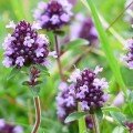 Набор семян пряности к рыбе (Seedera)