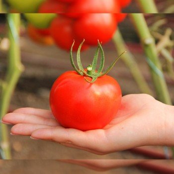 Реддер Бул F1 семена помидора индетерминантного (Lucky Seed)