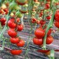 Реддер Бул F1 насіння помідора індетермінантного (Lucky Seed)