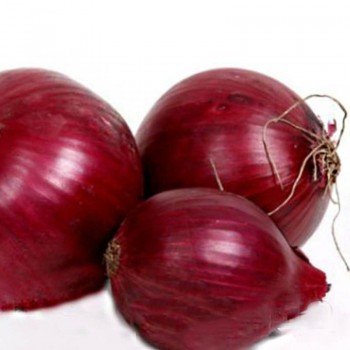 Рот Шар F1 семена лука репчатого (Soto Seeds)