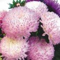 Роза Турм насіння айстри піоноподібної (GL Seeds)